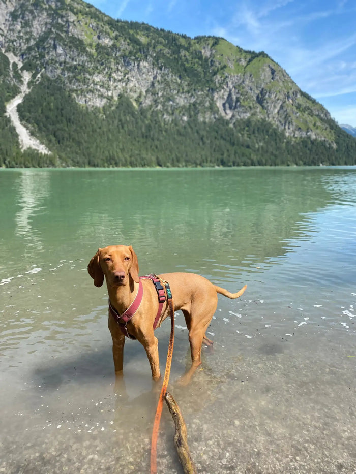 Ein brauner Vizsla-Hund mit einem roten Geschirr steht in flachem, klarem Wasser mit Bergen, die sich dahinter spiegeln.